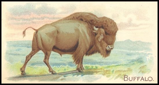 Buffalo